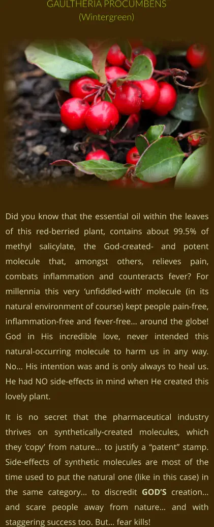 Did you know that the essential oil within the leaves of this red-berried plant, contains about 99.5% of methyl salicylate, the God-created- and potent molecule that, amongst others, relieves pain, combats inflammation and counteracts fever? For millennia this very ‘unfiddled-with’ molecule (in its natural environment of course) kept people pain-free, inflammation-free and fever-free… around the globe! God in His incredible love, never intended this natural-occurring molecule to harm us in any way. No… His intention was and is only always to heal us. He had NO side-effects in mind when He created this lovely plant. It is no secret that the pharmaceutical industry thrives on synthetically-created molecules, which they ‘copy’ from nature… to justify a “patent” stamp. Side-effects of synthetic molecules are most of the time used to put the natural one (like in this case) in the same category… to discredit GOD’S creation… and scare people away from nature… and with staggering success too. But… fear kills! GAULTHERIA PROCUMBENS (Wintergreen)