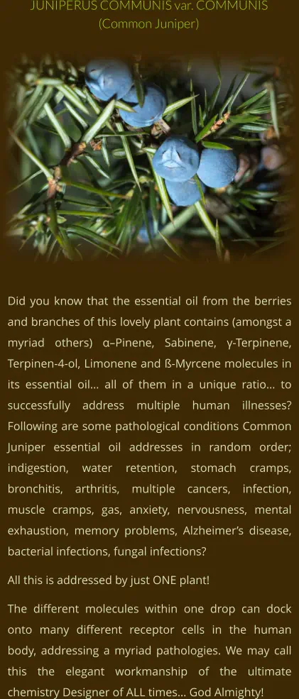 Did you know that the essential oil from the berries and branches of this lovely plant contains (amongst a myriad others) α–Pinene, Sabinene, γ-Terpinene, Terpinen-4-ol, Limonene and ß-Myrcene molecules in its essential oil… all of them in a unique ratio… to successfully address multiple human illnesses? Following are some pathological conditions Common Juniper essential oil addresses in random order; indigestion, water retention, stomach cramps, bronchitis, arthritis, multiple cancers, infection, muscle cramps, gas, anxiety, nervousness, mental exhaustion, memory problems, Alzheimer’s disease, bacterial infections, fungal infections? All this is addressed by just ONE plant! The different molecules within one drop can dock onto many different receptor cells in the human body, addressing a myriad pathologies. We may call this the elegant workmanship of the ultimate chemistry Designer of ALL times… God Almighty! JUNIPERUS COMMUNIS var. COMMUNIS (Common Juniper)